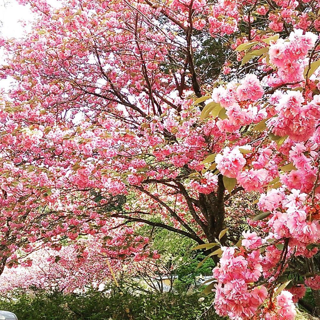 ชิมะ ออนเซน อะยะเมะยะ เรียวกัง Nakanojo ภายนอก รูปภาพ
